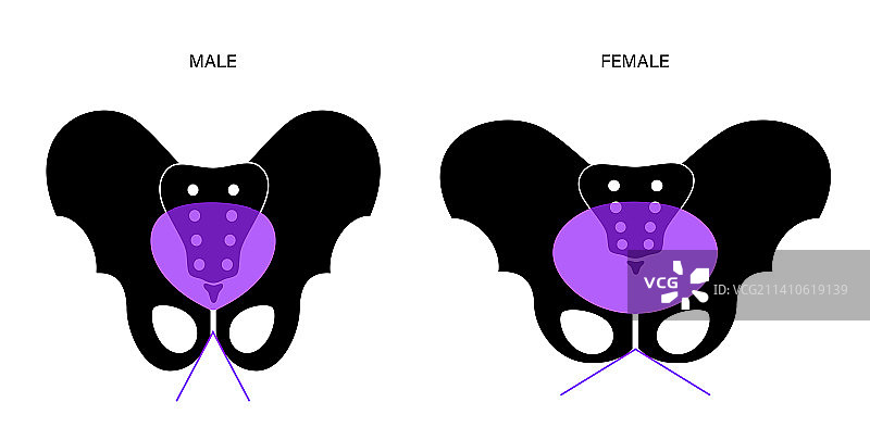 骨盆解剖结构图图片素材
