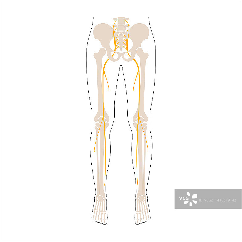 坐骨神经，图示图片素材