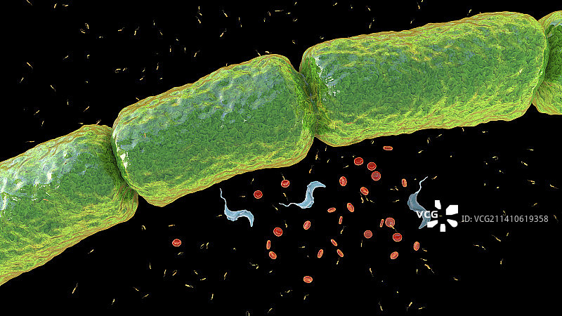 巨大硫珠菌插图图片素材