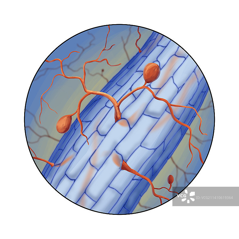 真菌菌丝钻入树根，插图图片素材