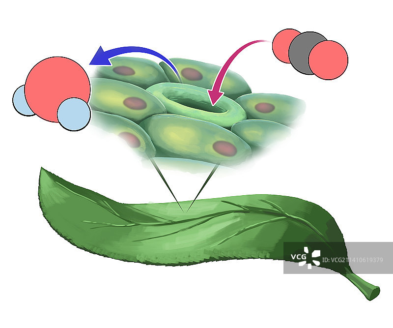 植物叶片和气孔插图图片素材