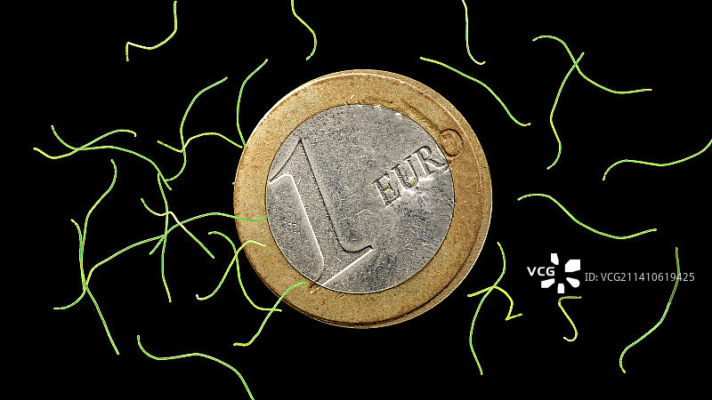 壮丽硫珠菌与1欧元硬币图片素材