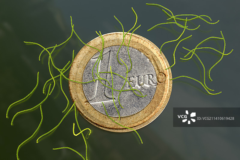 壮丽硫珠菌与1欧元硬币图片素材