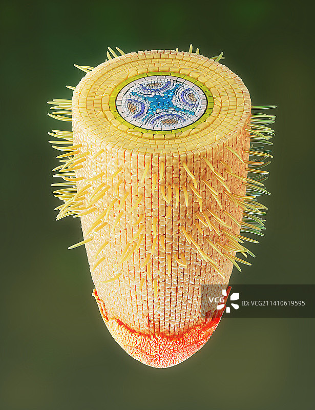 植物根系结构图图片素材