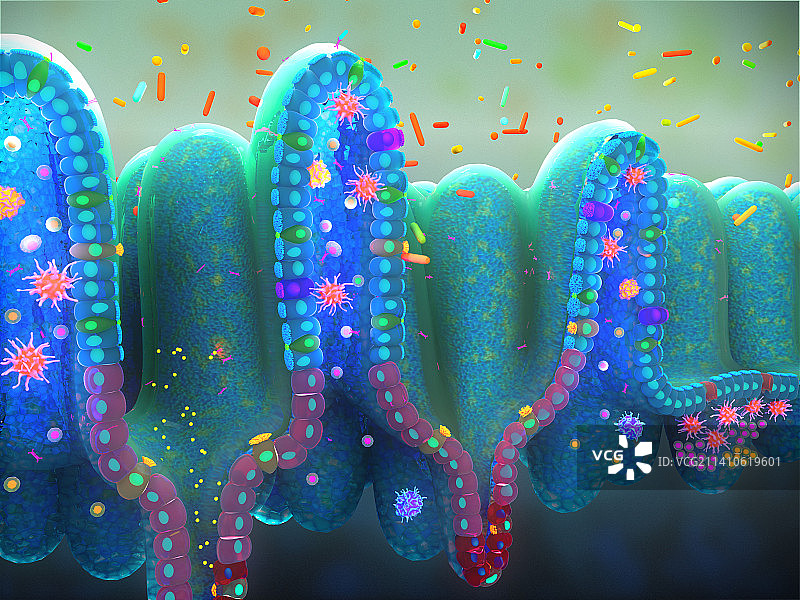 小肠上皮结构插图图片素材