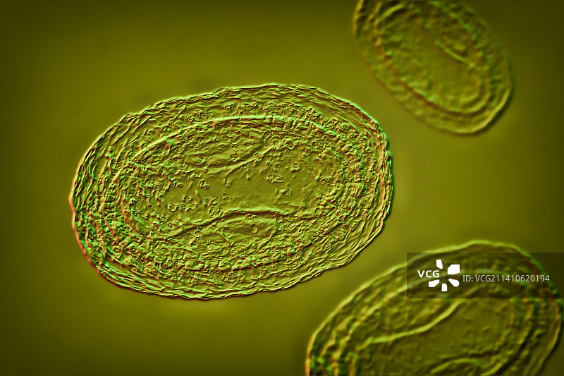 猴痘病毒颗粒图图片素材