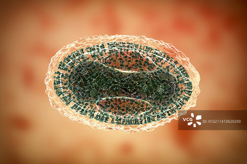天花病毒，图示图片素材