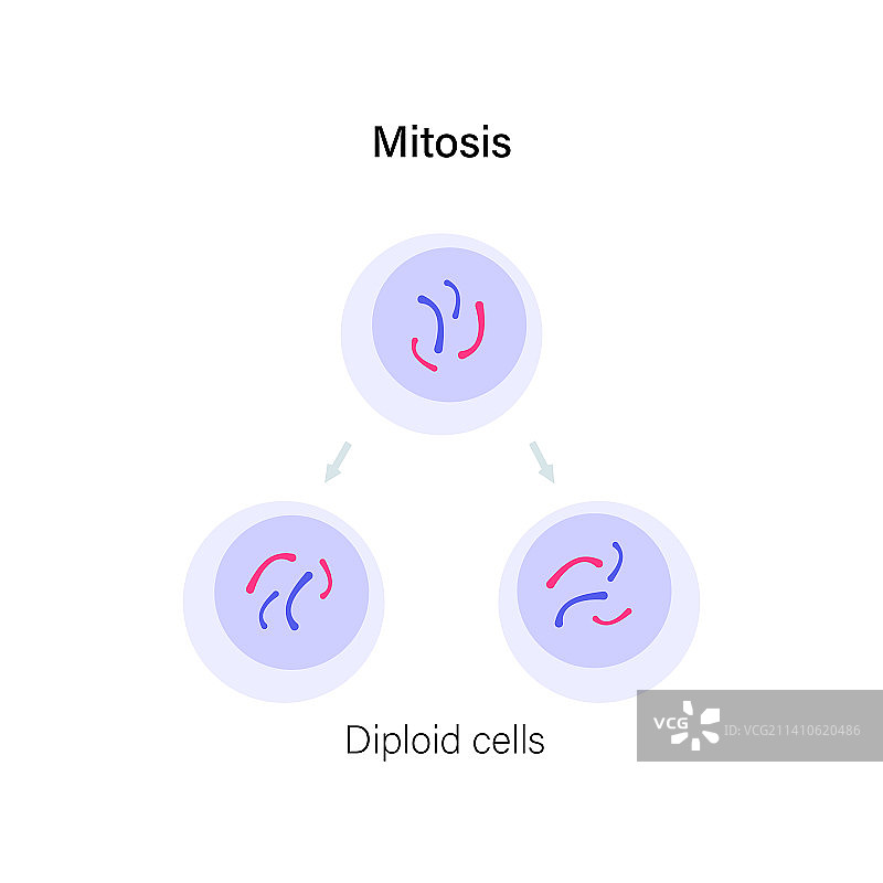 有丝分裂，图示图片素材