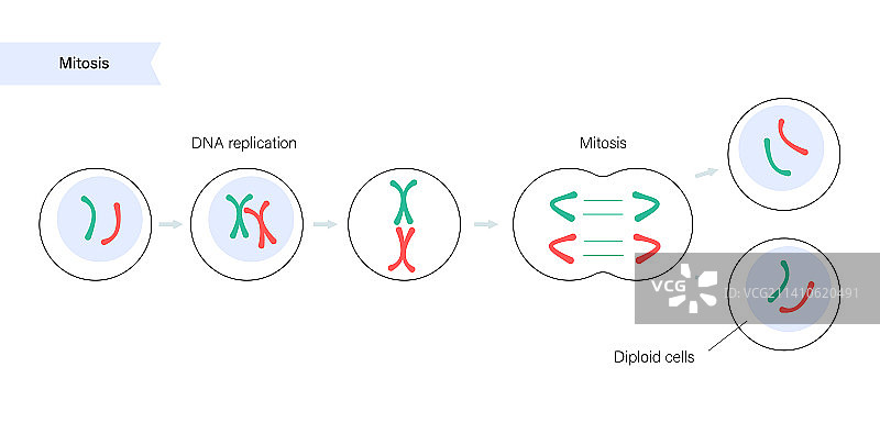 有丝分裂，图示图片素材