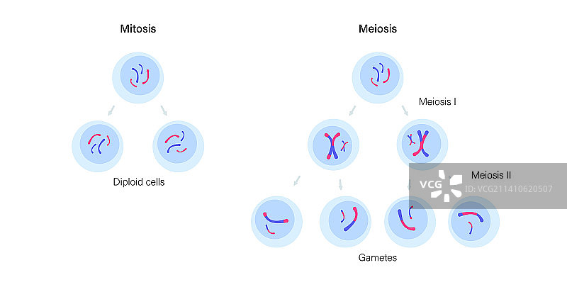 有丝分裂和减数分裂，图示图片素材