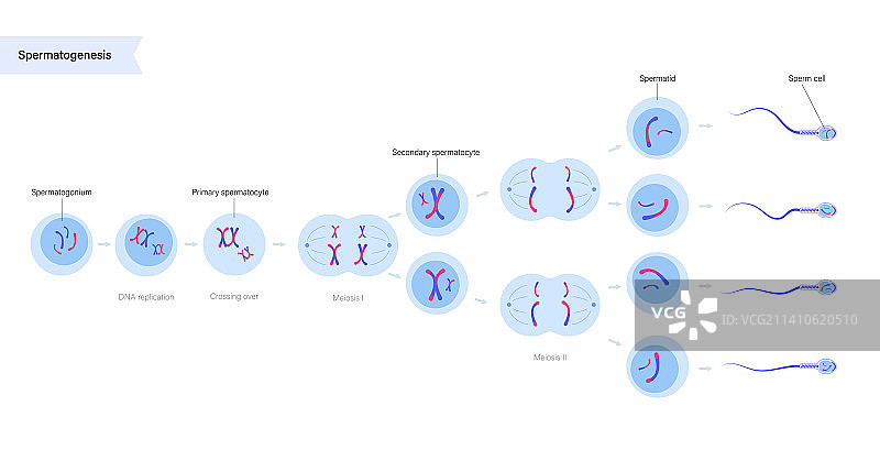 精子发生过程，图示图片素材