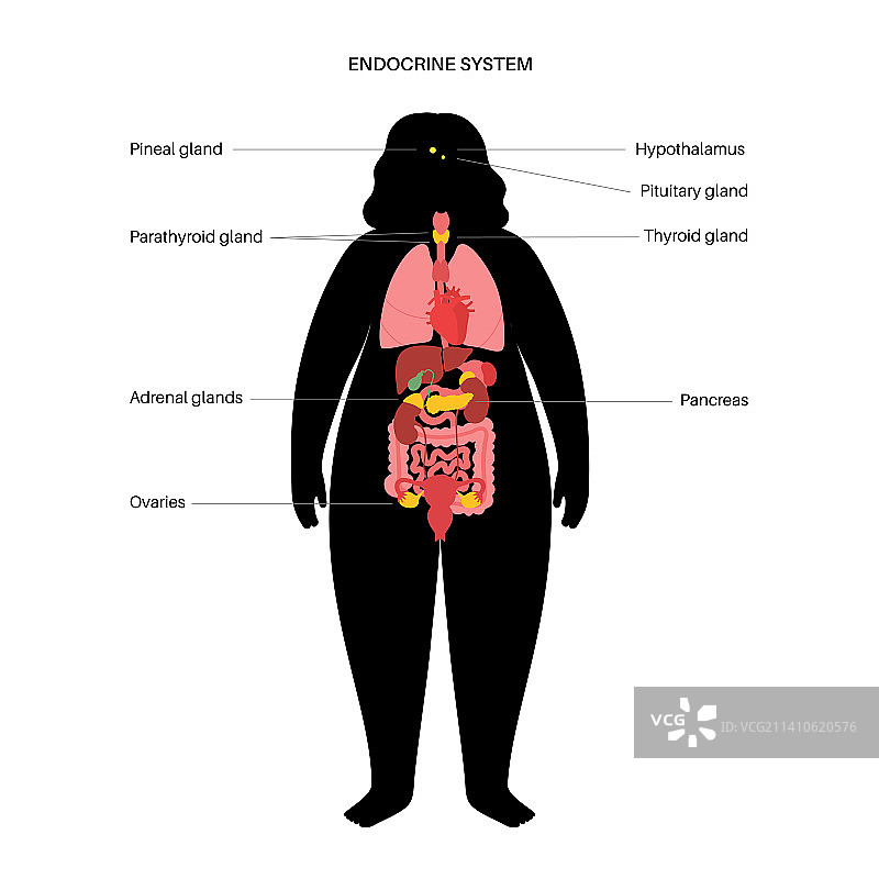 人类内分泌系统图图片素材