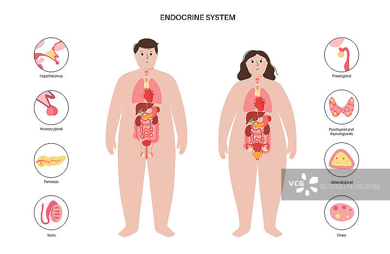 人类内分泌系统图图片素材