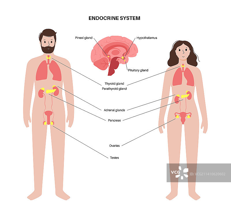 人类内分泌系统图图片素材