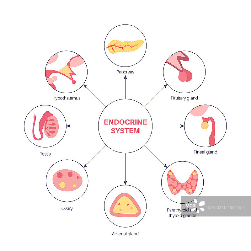 人类内分泌系统图图片素材
