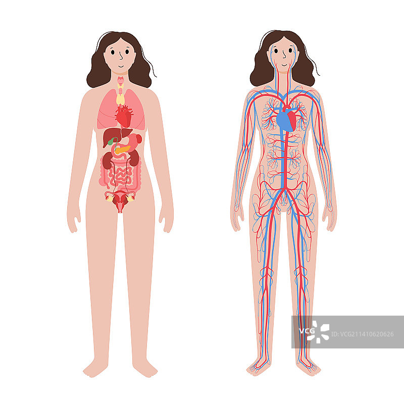 循环系统和器官插图图片素材