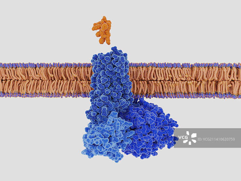 生长抑素与生长抑素受体结合，图示图片素材