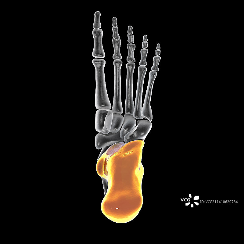 跟骨骨骼插画图片素材