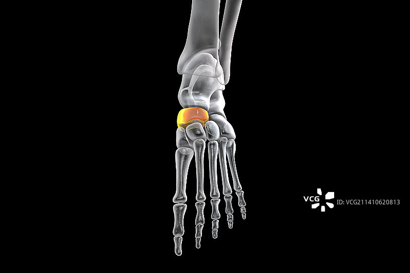 足舟骨示意图图片素材