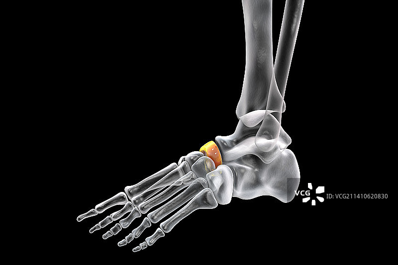 足舟骨示意图图片素材