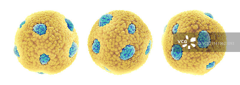 高密度脂蛋白图示图片素材