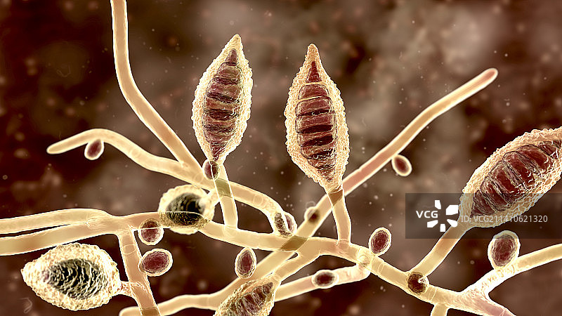 犬小孢子菌插图图片素材