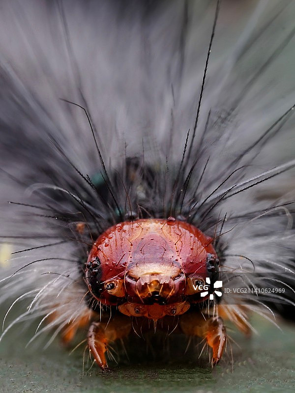 小毛虫大特写图片素材