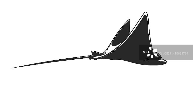 蝠鲼、黄貂鱼、电鱼海洋生物图片素材