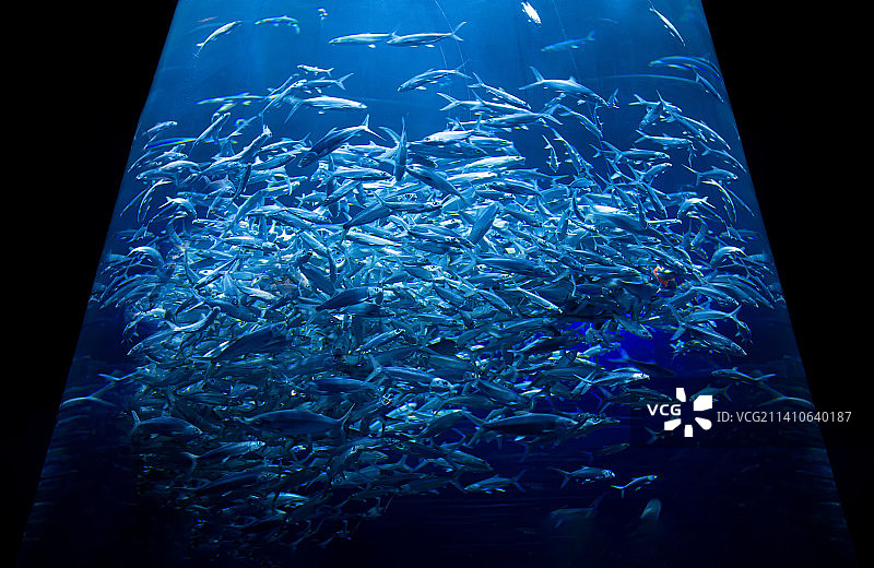 香港海洋公园内的沙丁鱼群图片素材
