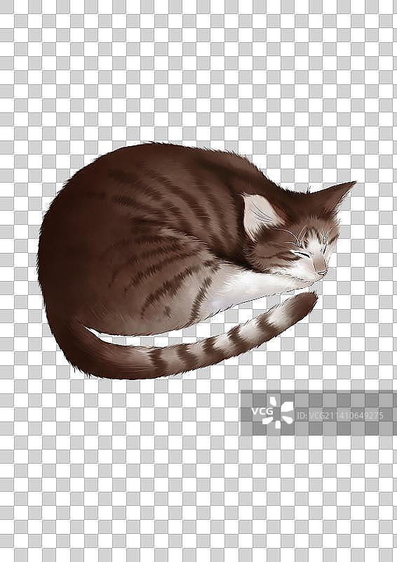 睡着的可爱狸花猫图片素材