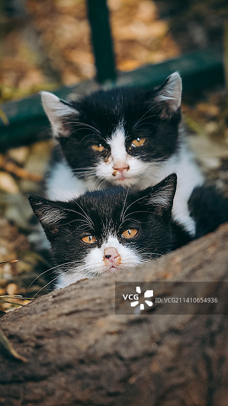 猫的一家图片素材