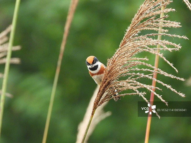 红头长尾山雀图片素材