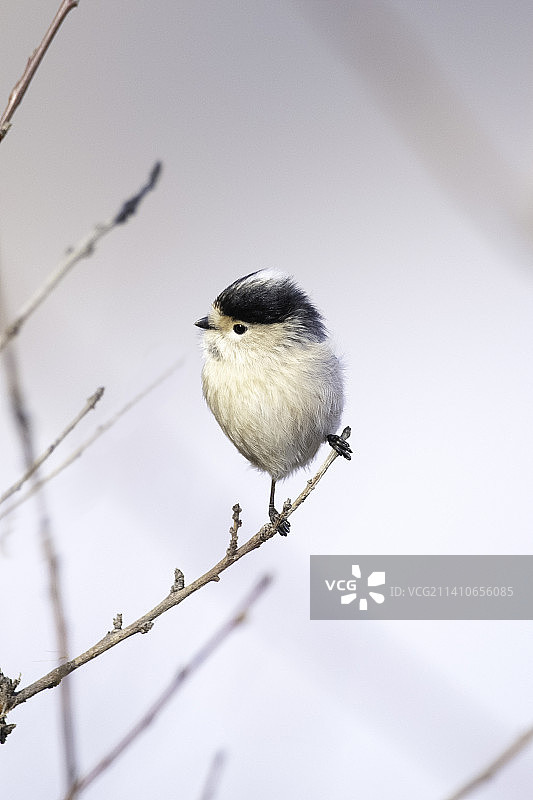 银喉长尾山雀图片素材