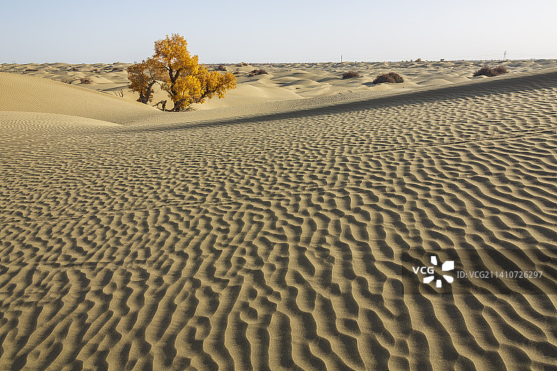 沙漠深处孤独的胡杨树——新疆  巴音郭楞蒙古自治州轮台县图片素材