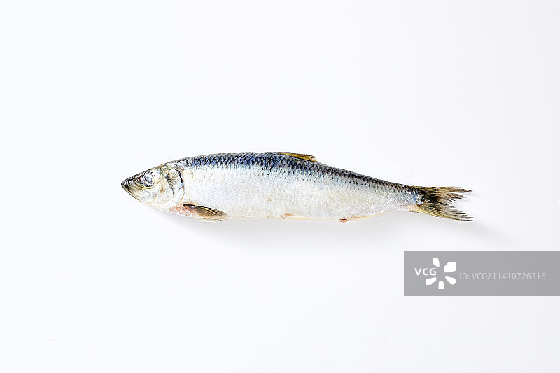 太平洋鲱鱼图片素材