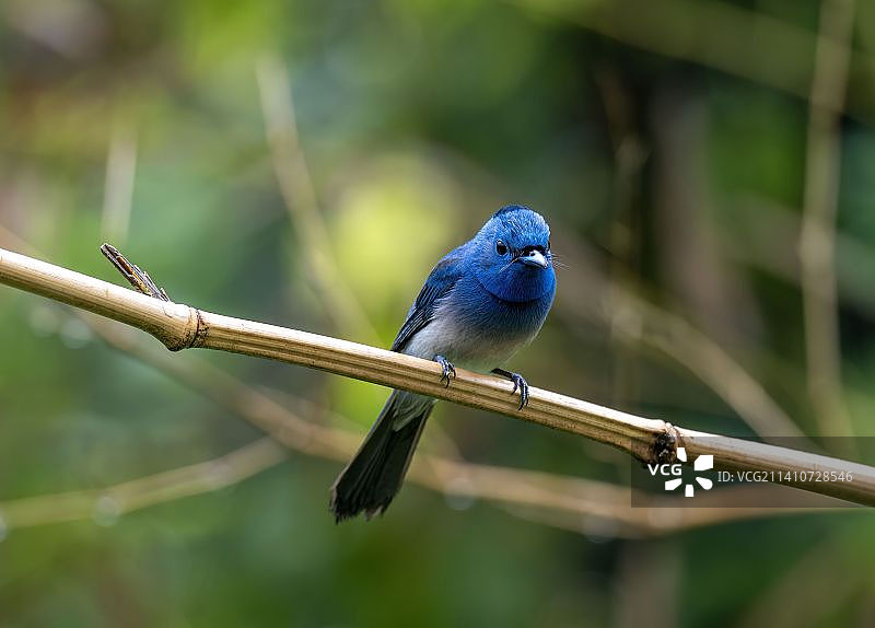 黑枕王鹟雄图片素材