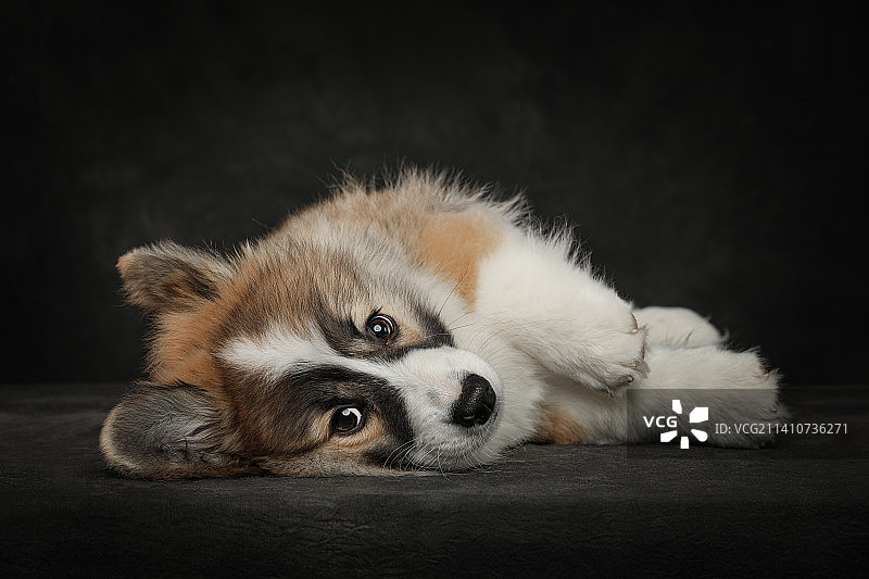 柯基犬肖像图片素材