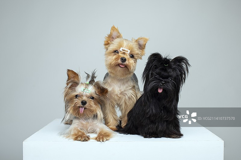 宠物摄影图片素材