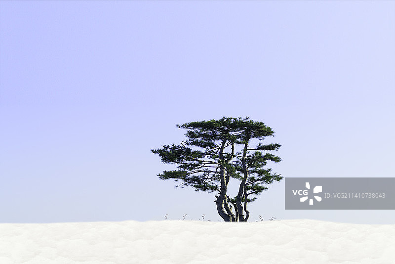 雪中的树图片素材