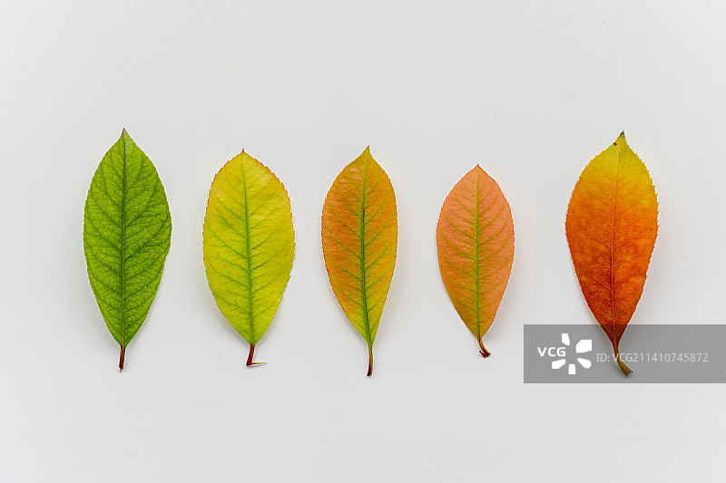 秋天彩色斑斓的树叶图片素材