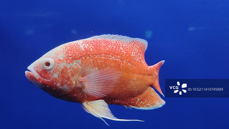 地图鱼图片素材