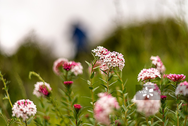 野花图片素材