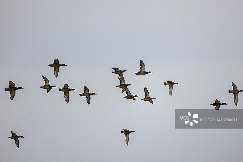 赤膀鸭图片素材