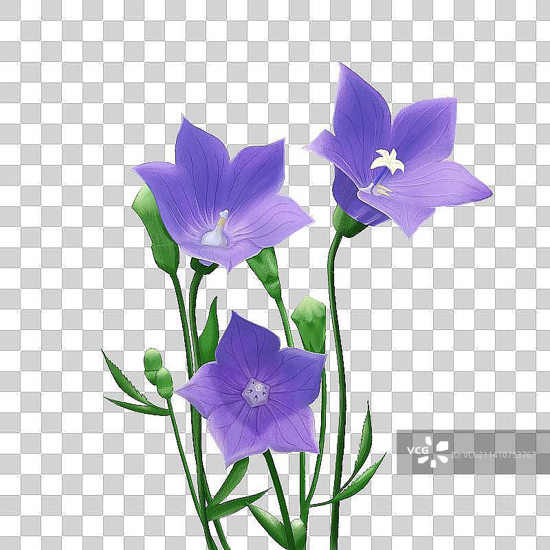 桔梗花图片素材