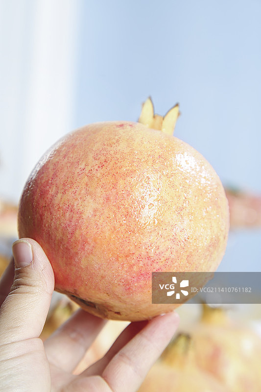 浅底上的蒙自石榴图片素材