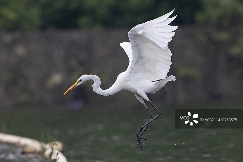 大白鹭图片素材