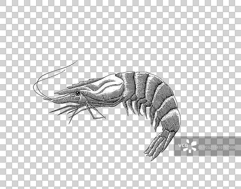 一只大虾版画图片素材