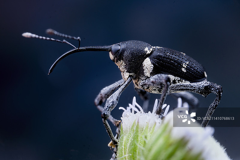 看看我的长鼻子图片素材