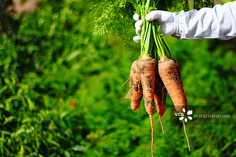 手拿有机农场蔬菜带泥胡萝卜图片素材