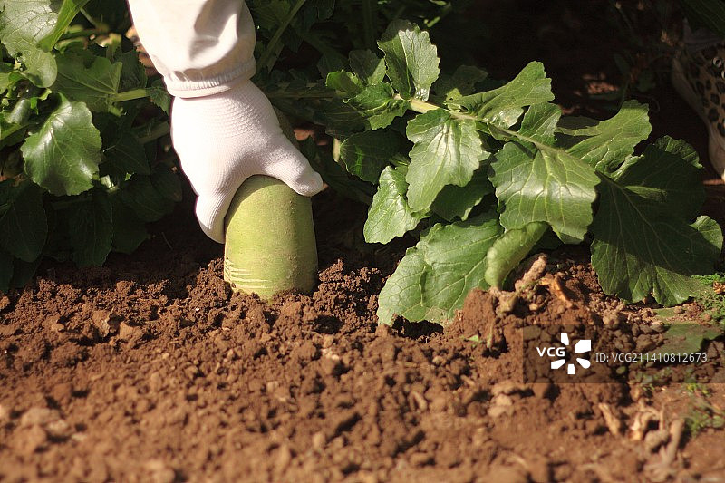 有机农场生长的青萝卜蔬菜图片素材